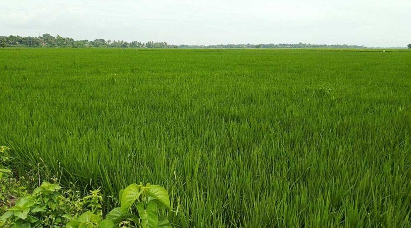 Tanah-sawah-kronjo
