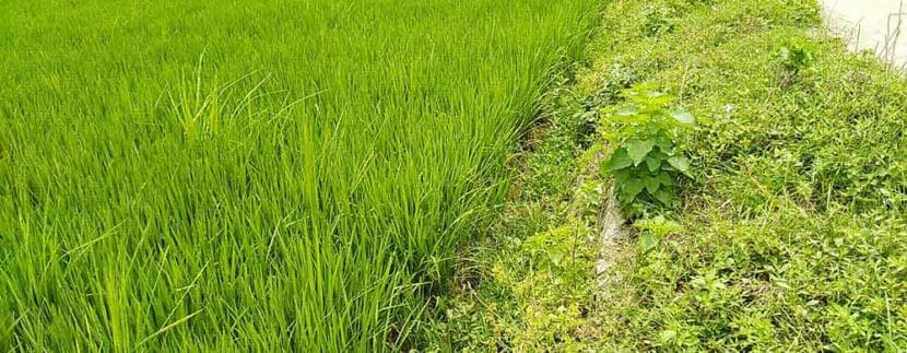 Tinggi-antara-sawah-dan-jalan