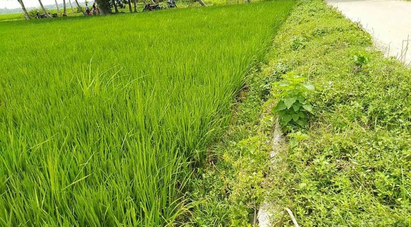 Tinggi-antara-sawah-dan-jalan
