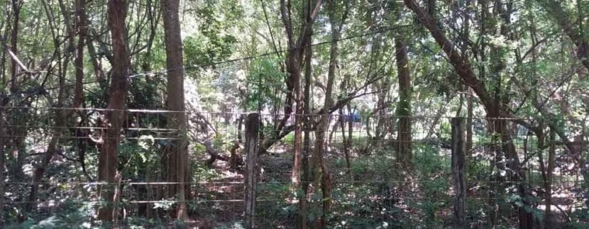 Tanah-tepi-Green-Bowl