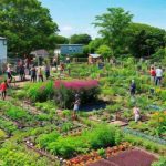 potager garden